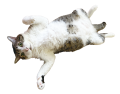 まこも